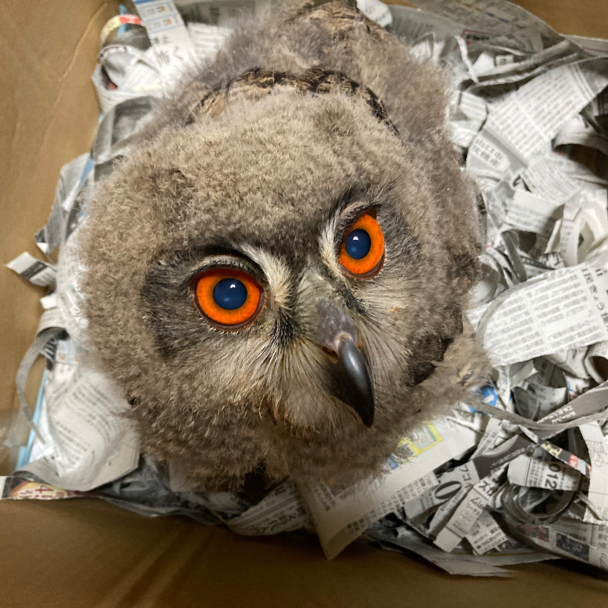 2024年4月30日産まれ　ユーラシアワシミミズク