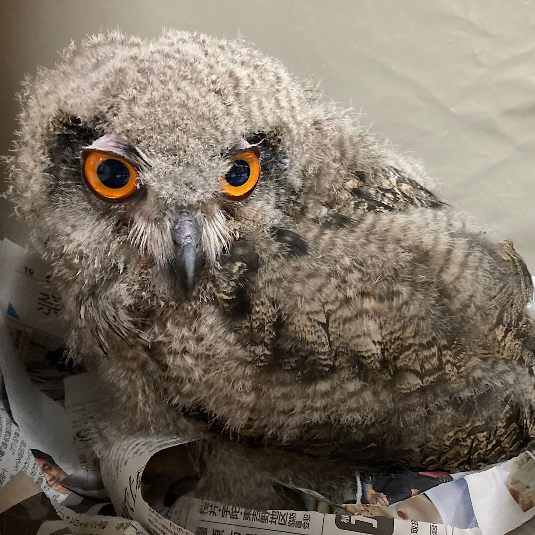 2024年4月27日産まれ　ユーラシアワシミミズク