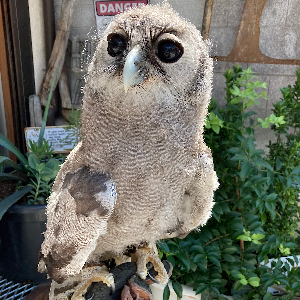 NEW大型猛禽パーチ、ファルコンブロック）フクロウパーチＬサイズ（屋外内用） 大型猛禽パーチ、ファルコンブロック）フクロウパーチLサイズ