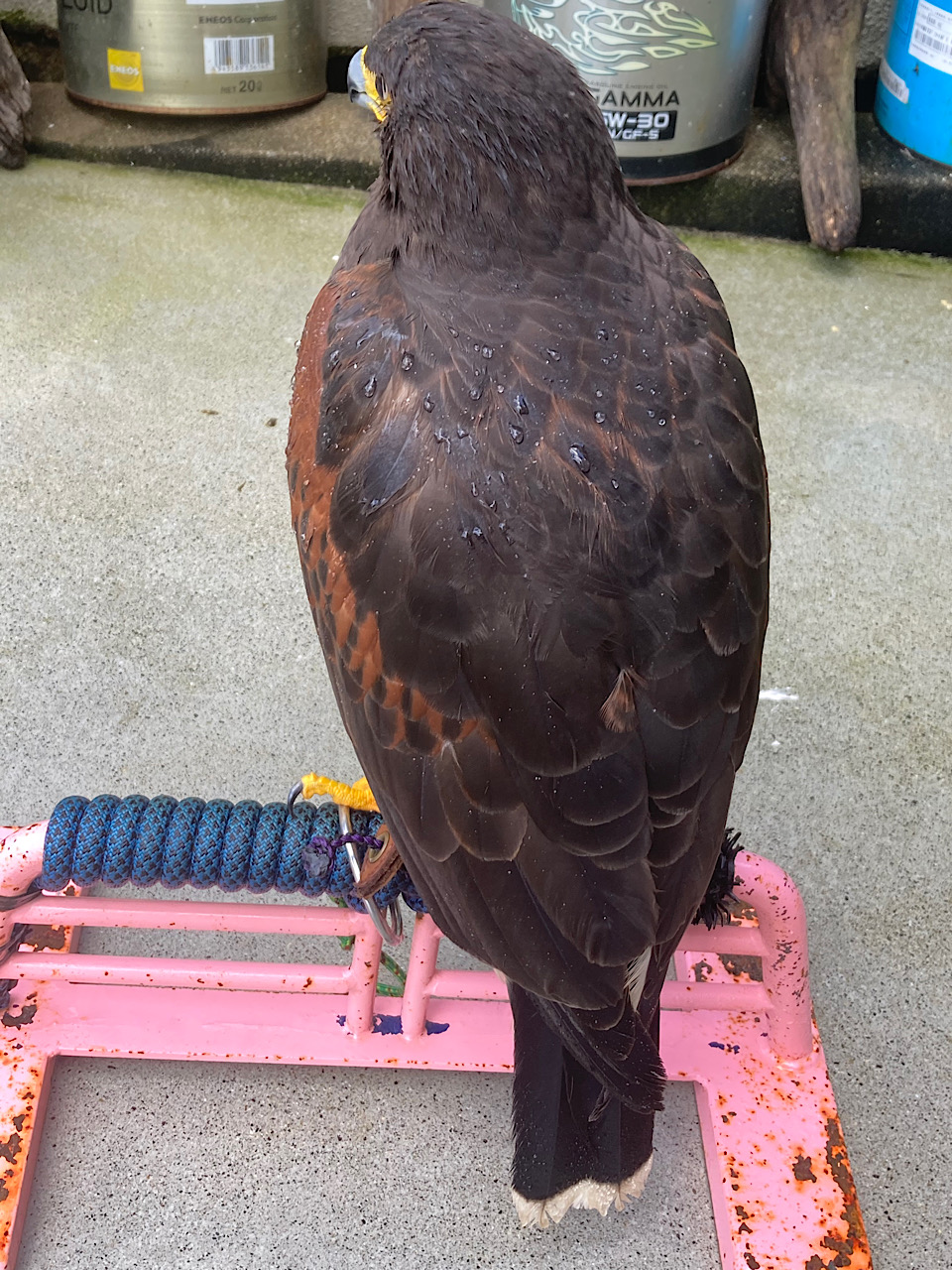 2021年産まれ 　ハリスホーク　雌（女の子）