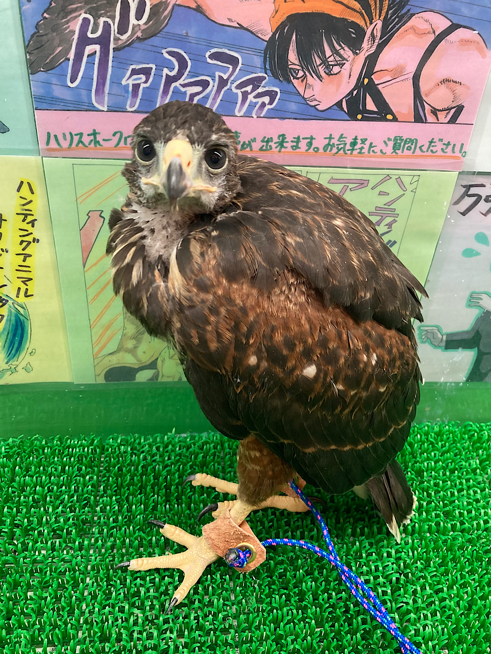 2024年11月1日産まれ　ハリスホーク　（モモアカノスリ）