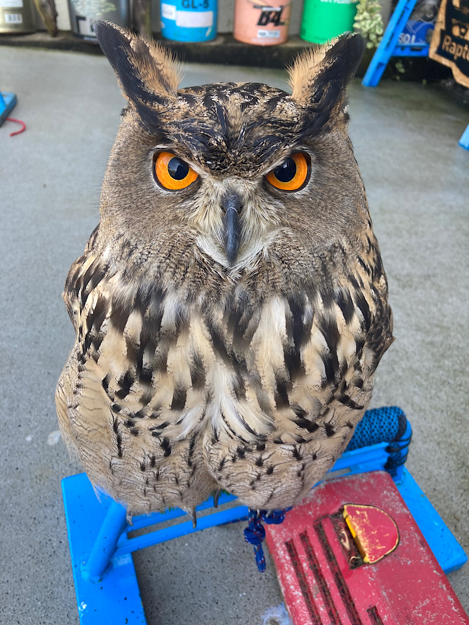 2024年6月1日産まれ ユーラシアワシミミズク
