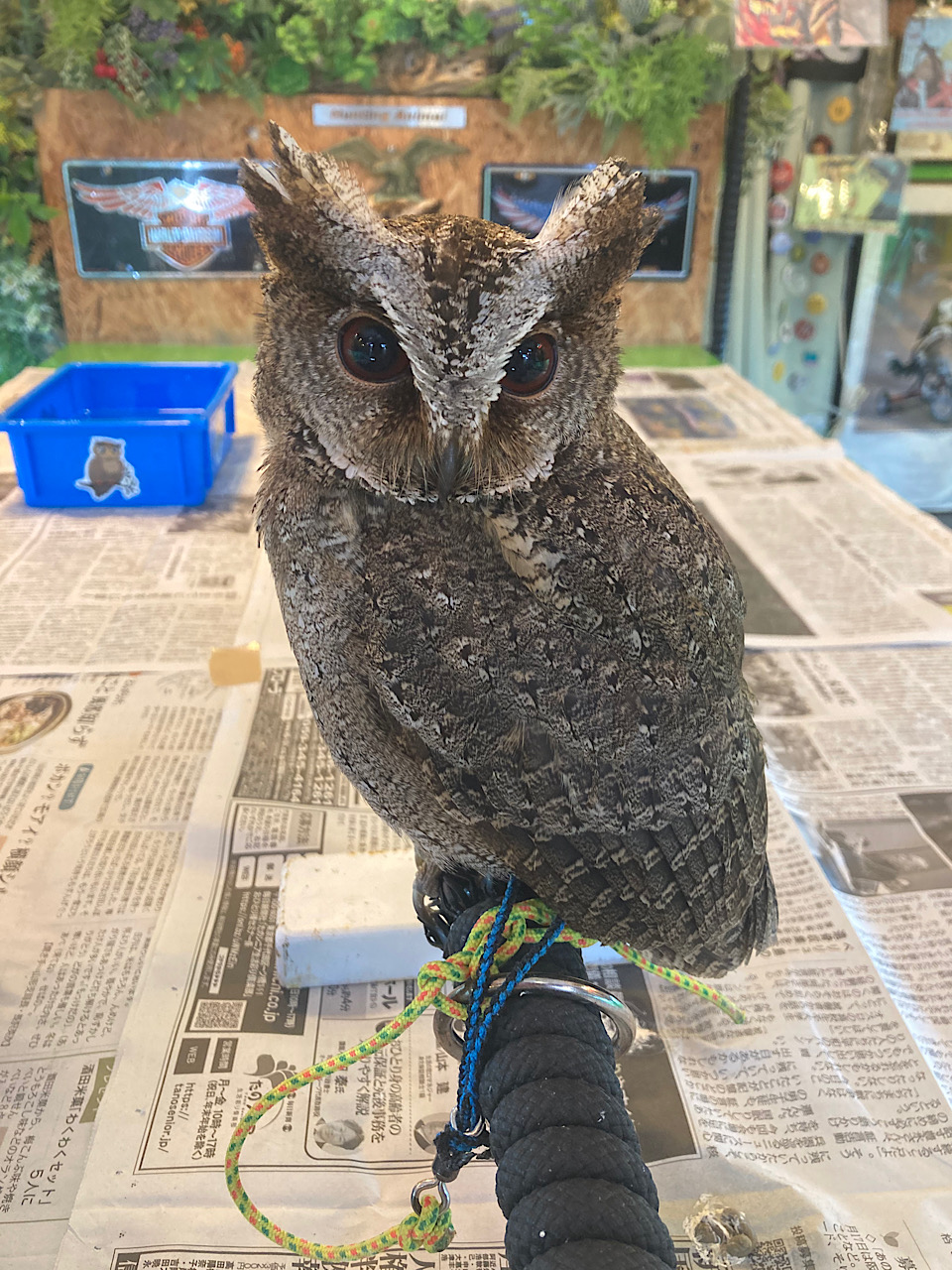 2023年5月27日産まれ　ルソンオオコノハズク