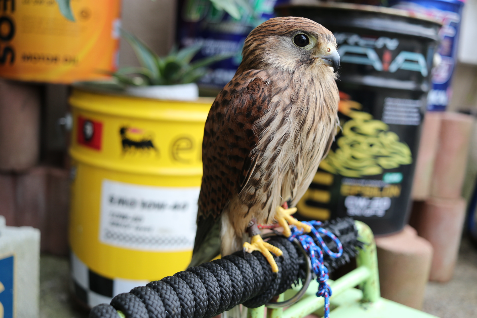 ロシアチョウゲンボウ