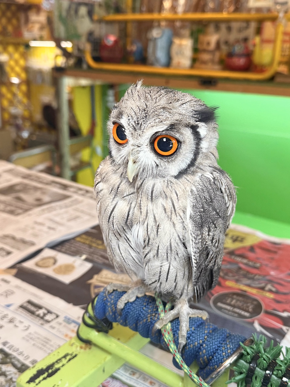 2025年1月産まれ アフリカオオコノハズク