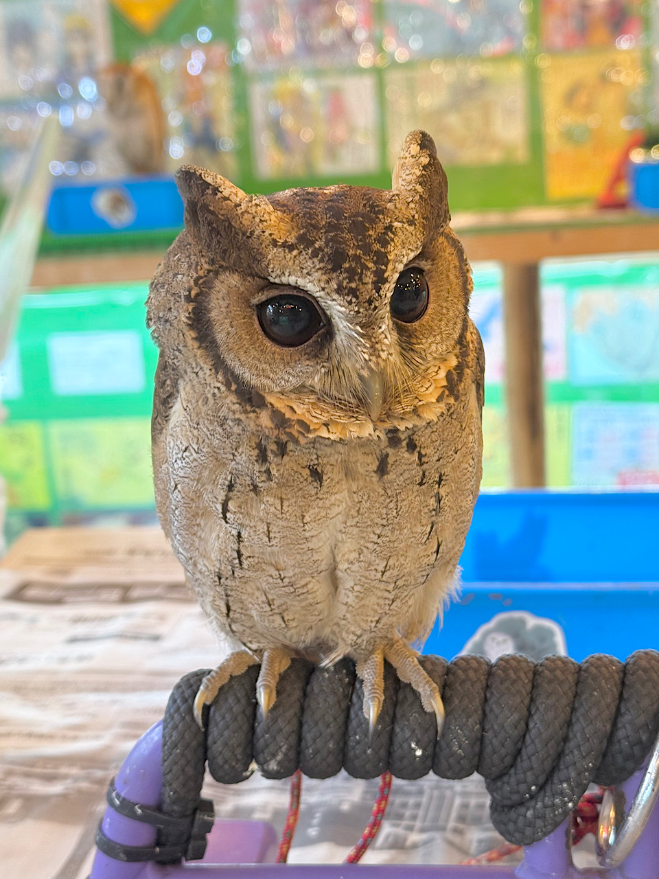 【SALE対象♡】2025年5月27日産まれ　スンダオオコノハズク　A個体