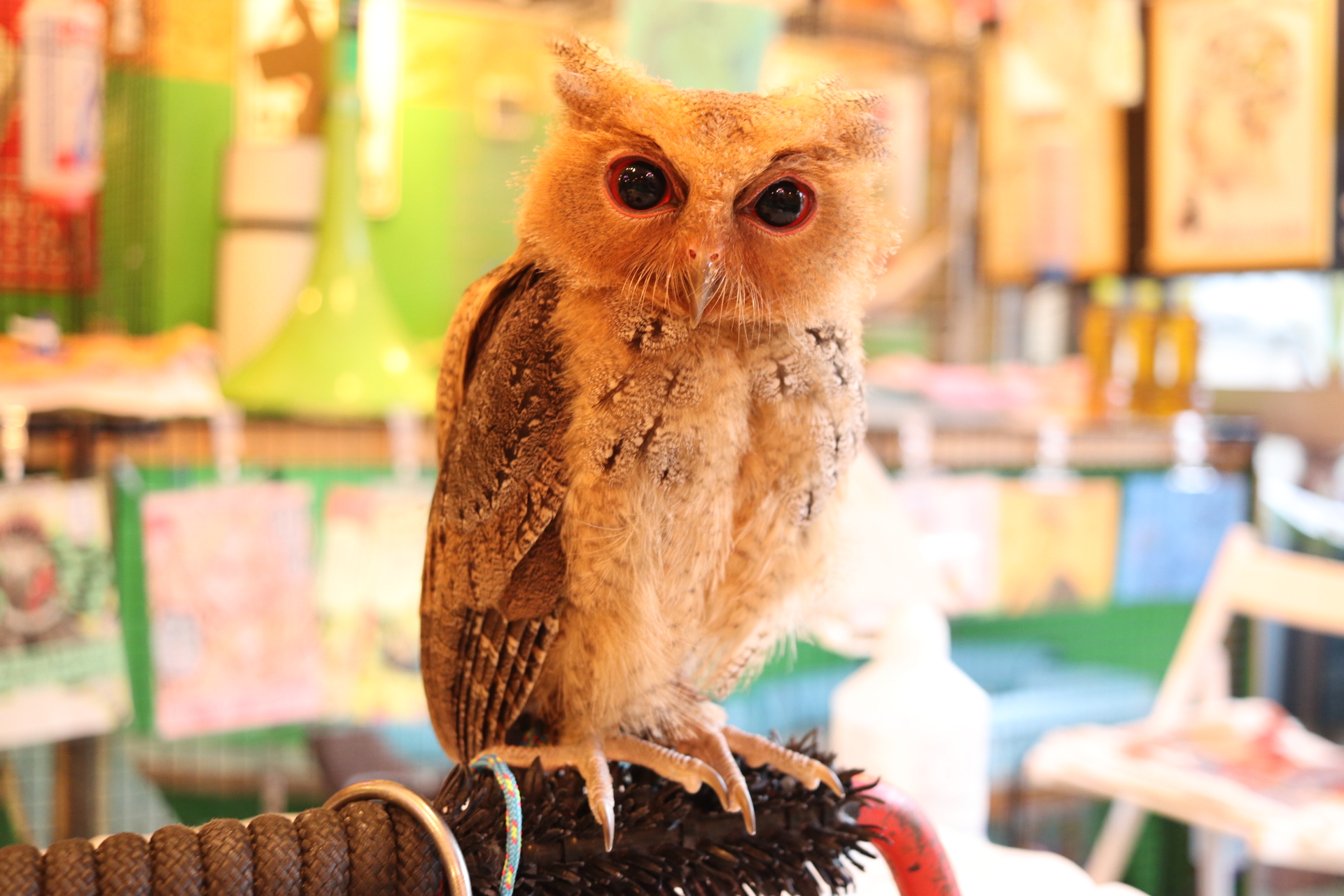 ルソンオオコノハズク