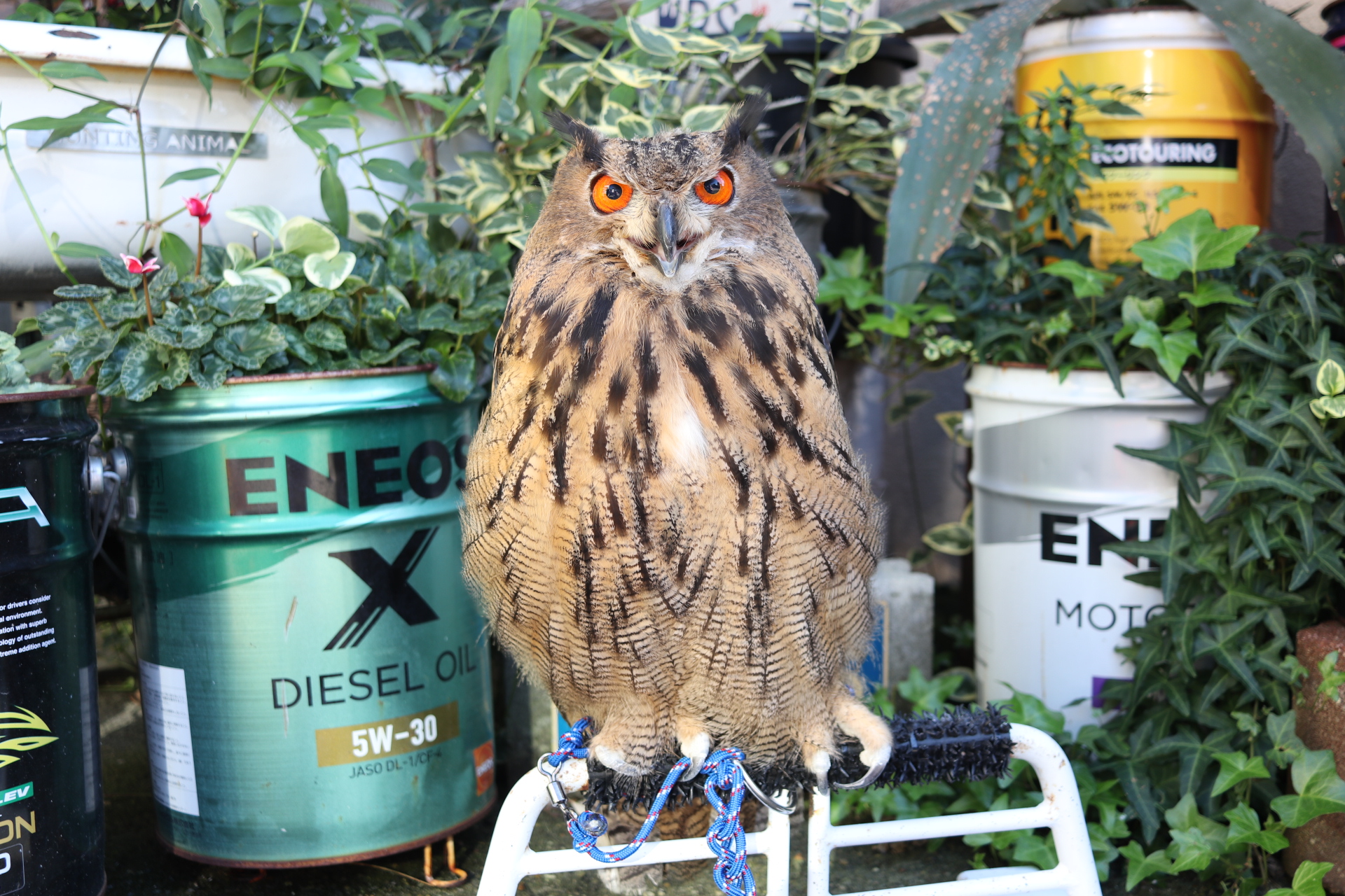 ユーラシアワシミミズクの剥製 約60cm ユーラシアワシミミズクの剥製 約60cm - メルカリ