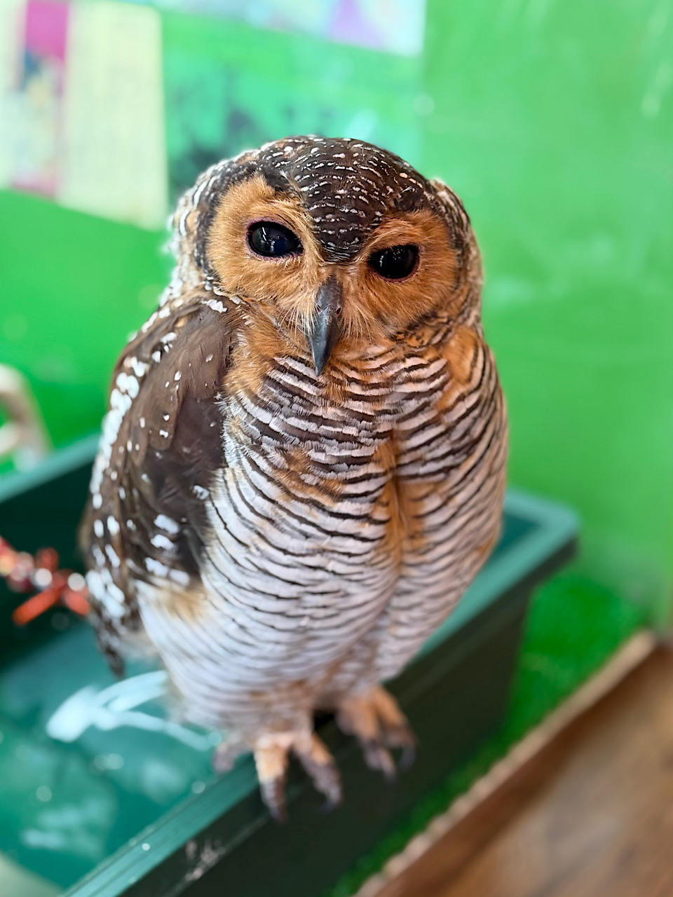 2025年3月上旬産まれ　マレーモリフクロウ　