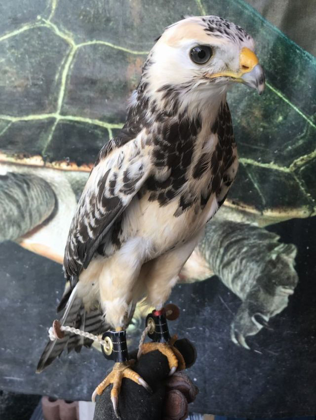 ヨーロッパノスリ　ホワイトタイプ　シロノスリ