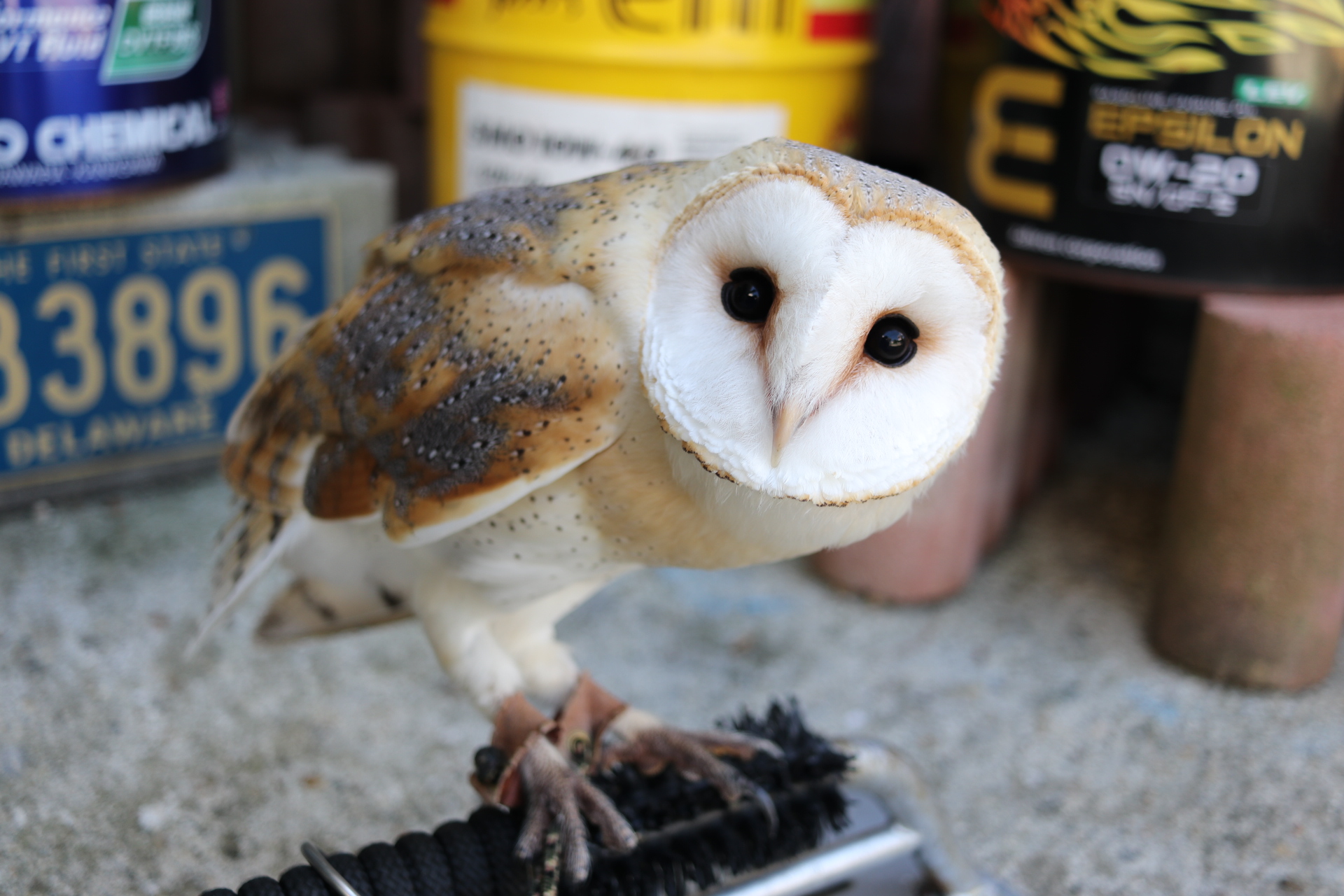 2022年6月2日産まれ　メンフクロウ