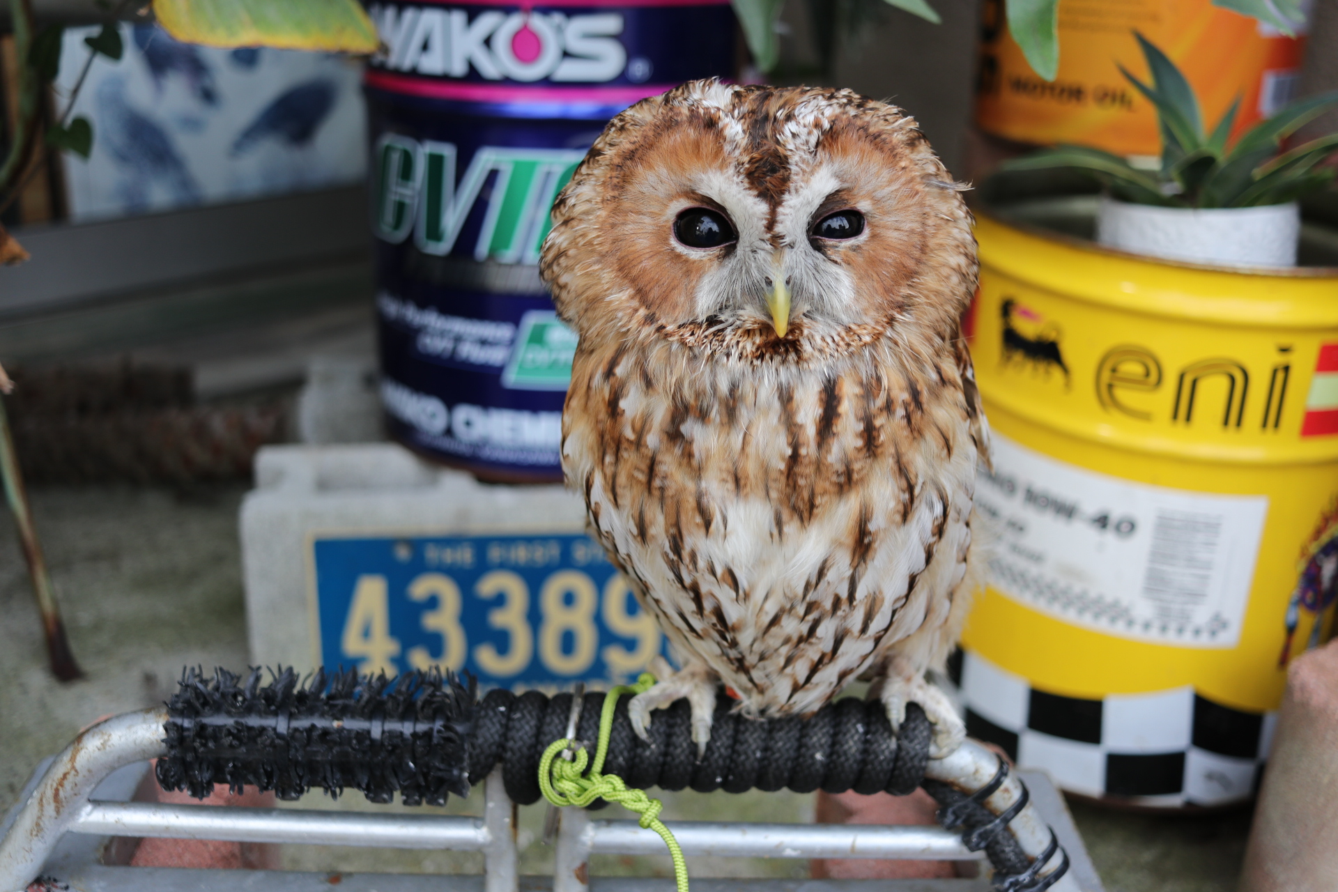 2021年5月中旬産まれ　モリフクロウ