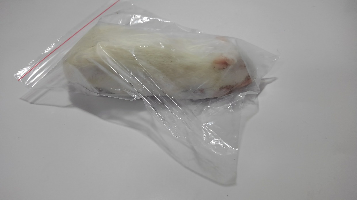 冷凍　アダルトラットＬサイズ　