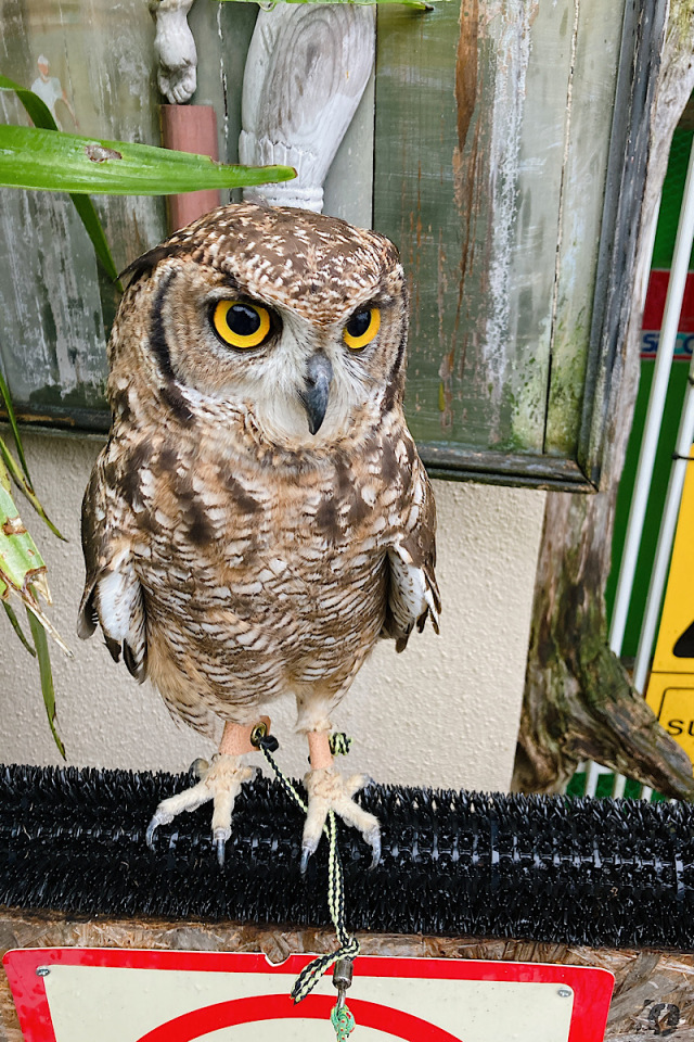 国内ブリード 2022年2月産まれ アフリカワシミミズク