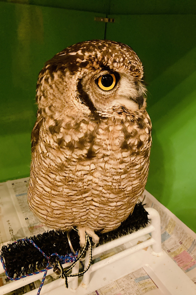 国内ブリード 2022年2月産まれ アフリカワシミミズク