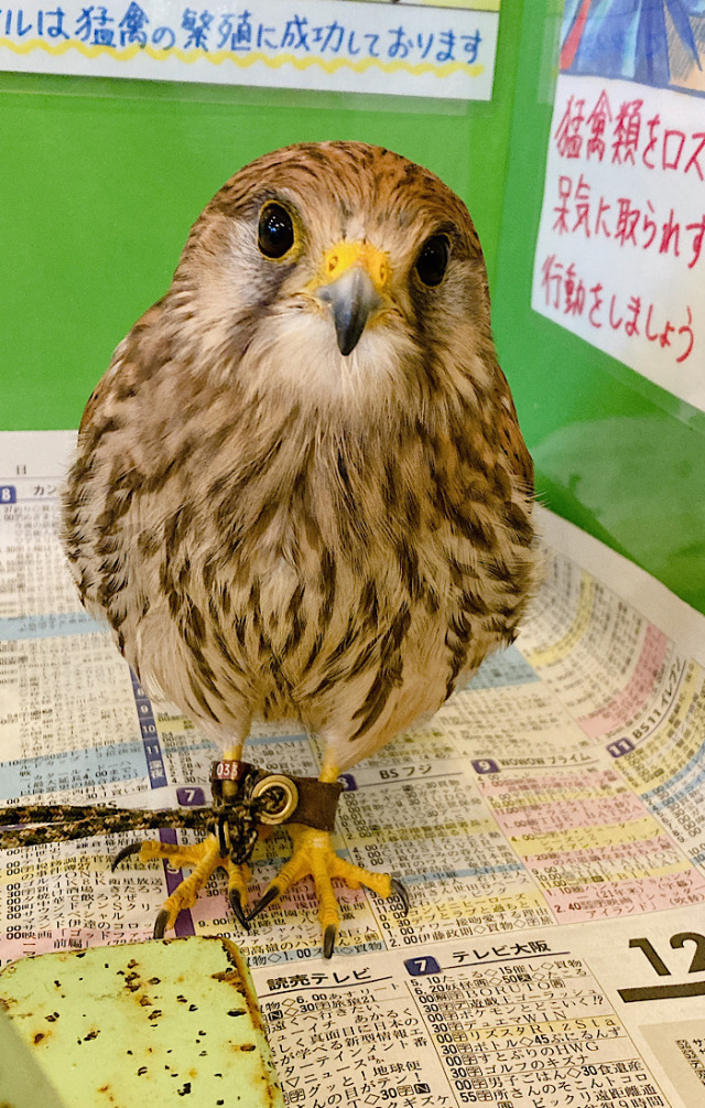 ロシアチョウゲンボウ