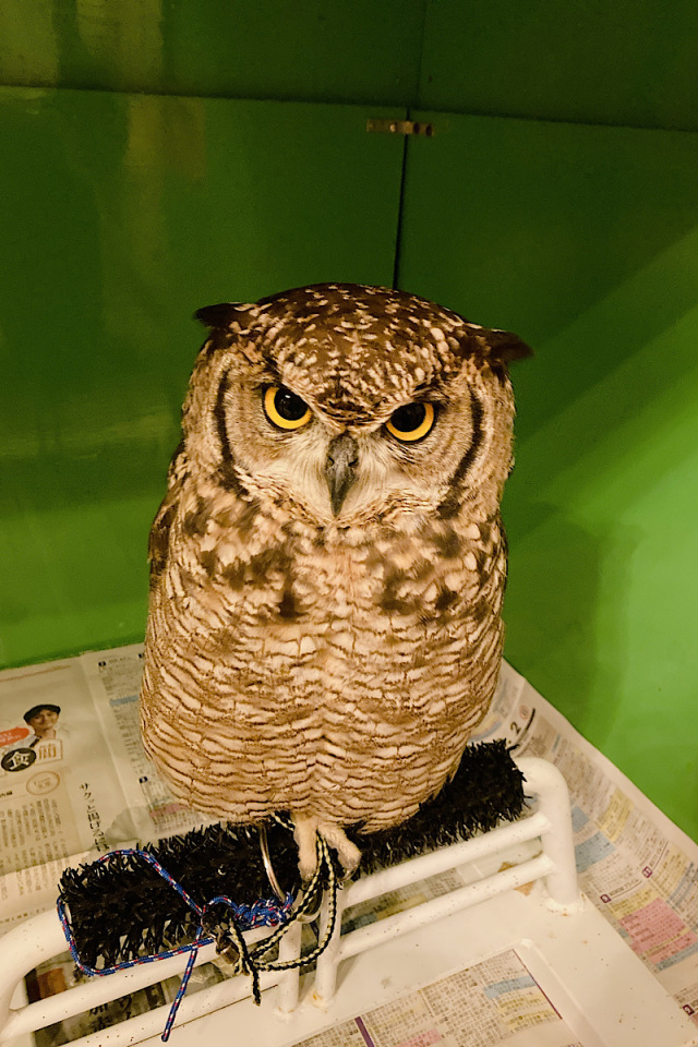 国内ブリード 2022年2月産まれ アフリカワシミミズク