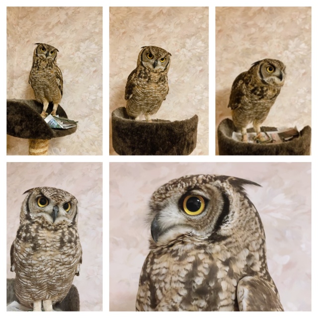 レア！アフリカワシミミズク 頭骨　※捕獲データ付 国内ブリード 2022年2月産まれ アフリカワシミミズク