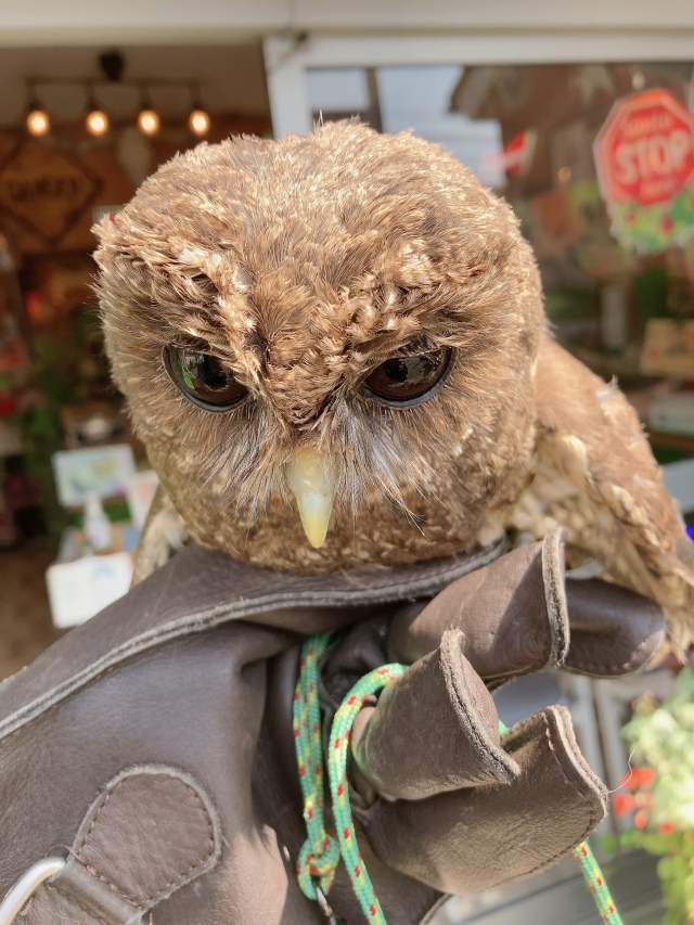 ナンベイヒナフクロウ