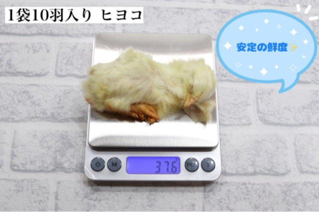 リピート購入、複数購入で＋10羽 送料無料 国産 新鮮安全 冷凍ひよこ 200羽 リピート購入、複数購入で＋10羽 送料無料 国産 新鮮安全 冷凍