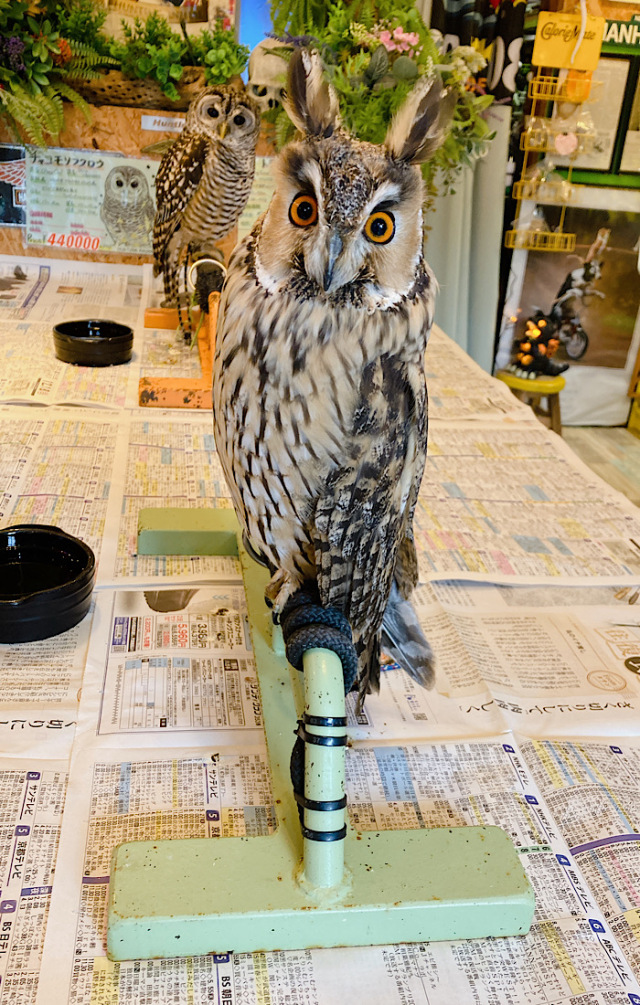  イッタラ 長耳のフクロウ　トラフズク フクロウ　専用箱付 fit=scale-down,w=1200