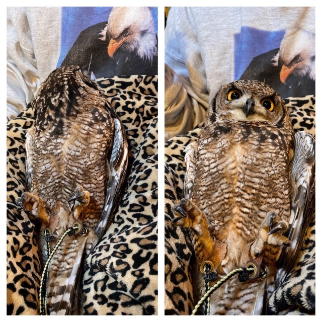 国内ブリード 2022年2月産まれ アフリカワシミミズク