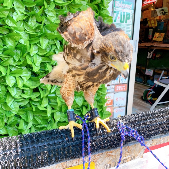 日本製/ヌメ革 脱着式 アンクレット Mサイズ