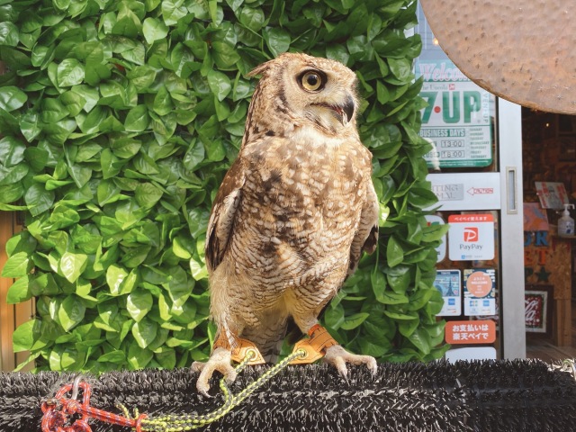 日本製/ヌメ革 脱着式 アンクレット Mサイズ