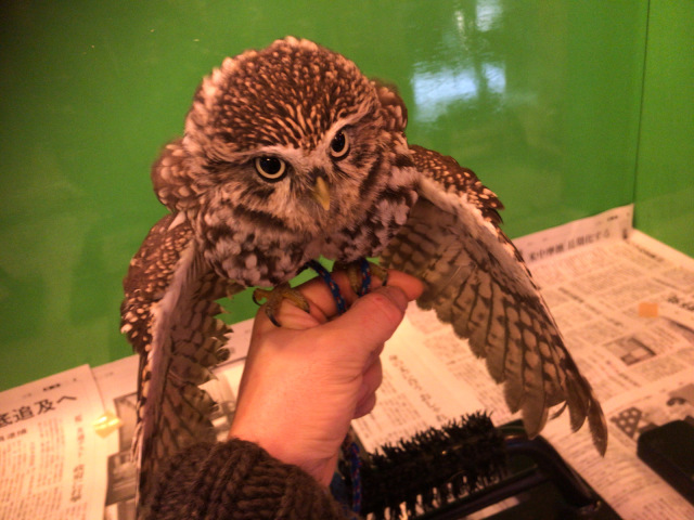 コキンメフクロウ