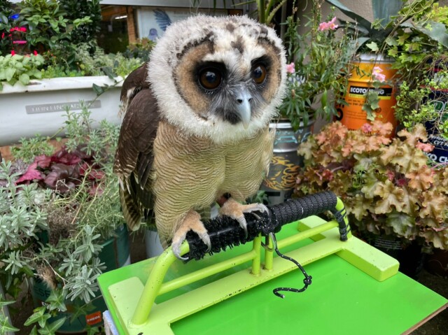 オオフクロウ