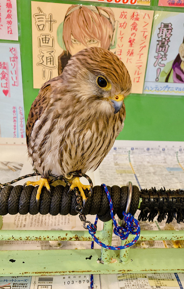 ロシアチョウゲンボウ