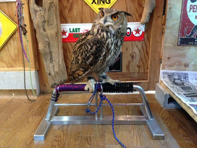 ステンレス製 OWLパーチ 半ロープ仕様 Mサイズ 約15kg ステンレス製 OWLパーチ 半ロープ仕様 Mサイズ 約15kg