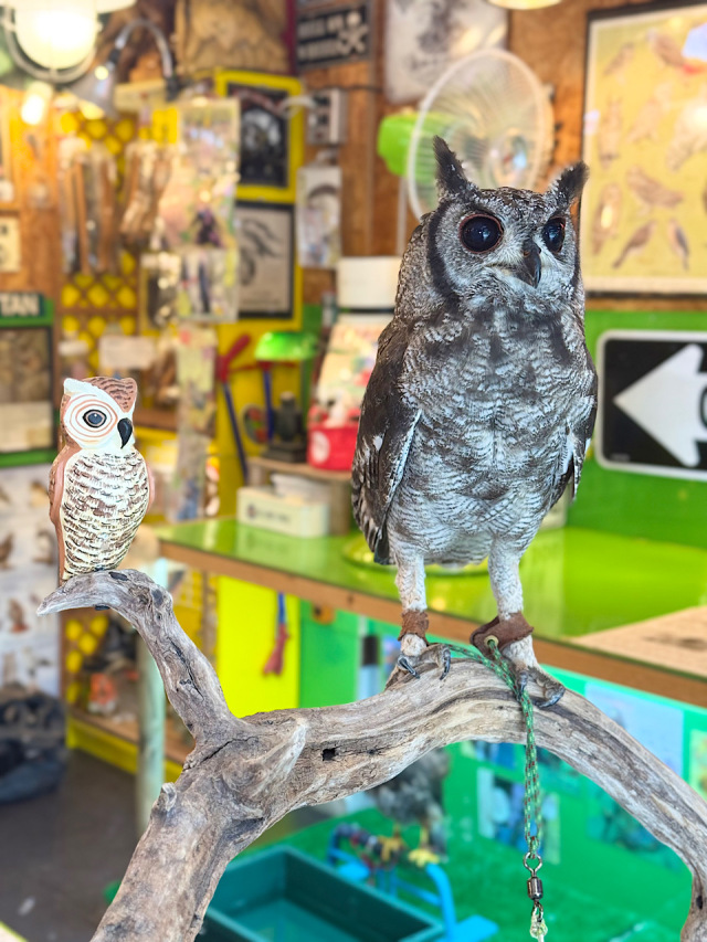 2025年5月産まれ アビシニアンワシミミズク