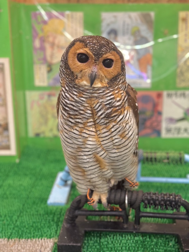 2025年3月上旬生まれ　マレーモリフクロウ　