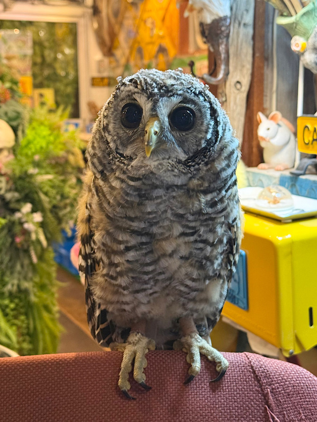 2026年3月19日生まれ　チャコモリフクロウ