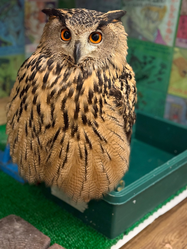 2021年産まれ ユーラシアワシミミズク