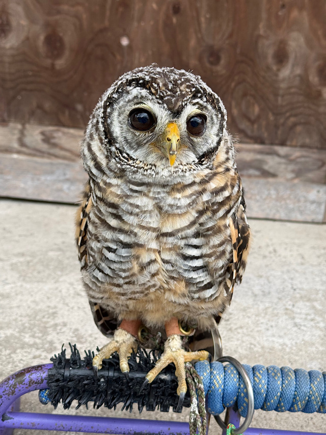 2026年3月19日生まれ　チャコモリフクロウ
