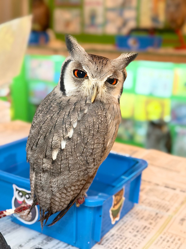 2025年1月産まれ　アフリカオオコノハズク