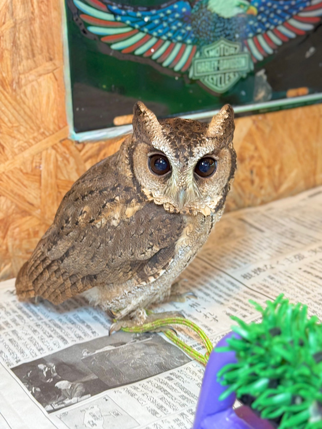 ＼年末年始SALE☆／2025年5月27日産まれ　スンダオオコノハズク　A個体