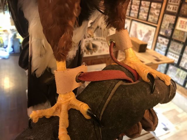 飼育用品・猛禽）カンガルー皮アンクレットLサイズ 猛禽類用足