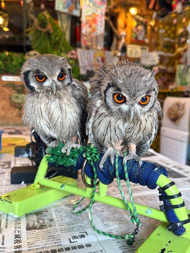 2025年1月産まれ アフリカオオコノハズク