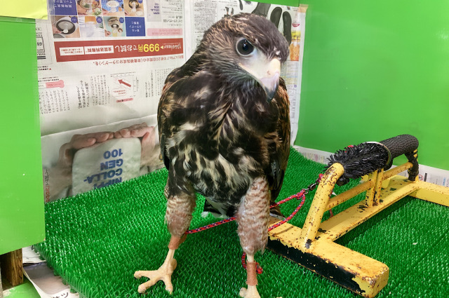 ハリスホーク飼育道具と書籍セット ハリスホーク飼育道具と書籍セット