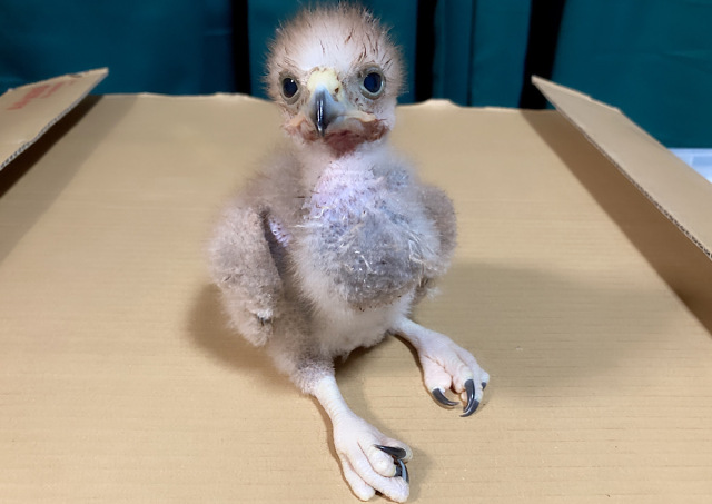 イギリス　英国　アボッツバリー白鳥飼養所600年　5種完 NH イギリス 英国 アボッツバリー白鳥飼養所600年 5種完 NH - メルカリ