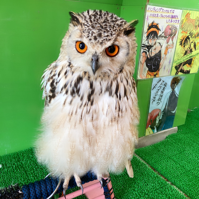ベンガルワシミミズク　剥製　フクロウ　標本　羽根 ベンガルワシミミズク