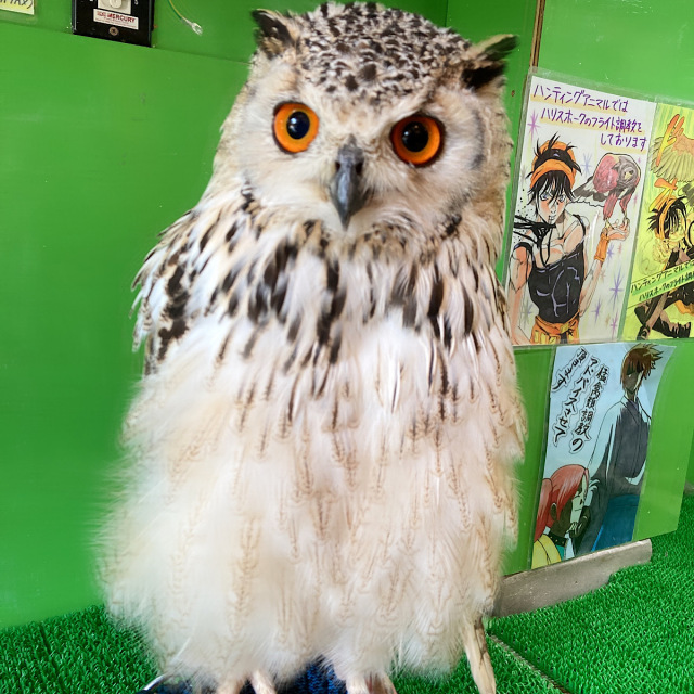 ベンガルワシミミズク 剥製 フクロウ 標本 羽根 ベンガルワシミミズク