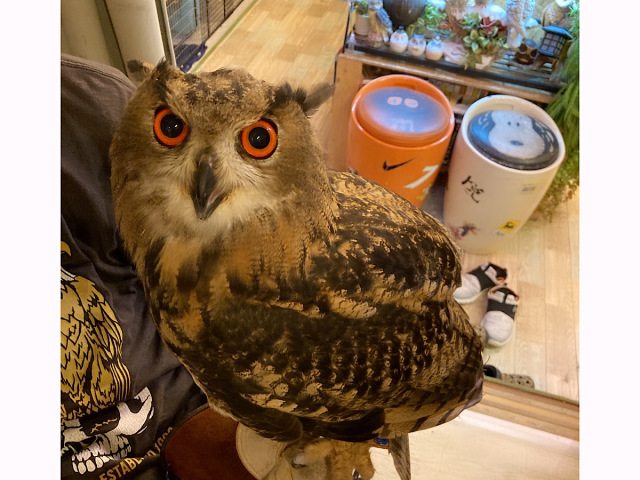 ユーラシアワシミミズク