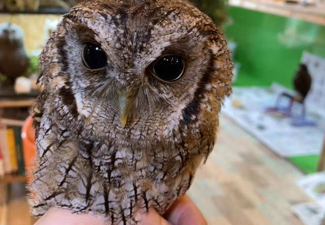 スピックスコノハズク