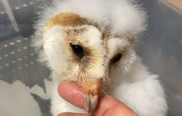 な*な様 メンフクロウ 鳥 残響 茶色 原画 1点物 (2024年12 86b08a56ca13eec7361e2febdee36a