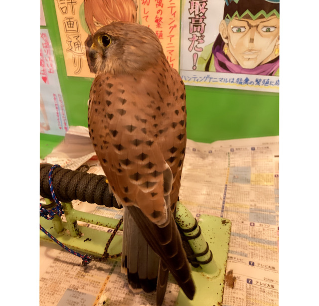 ロシアチョウゲンボウ