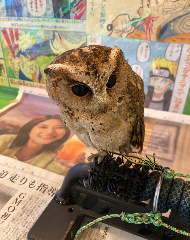 2023年4月末産まれ インドオオコノハズク